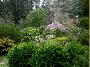 PondinSpring