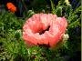 Poppycloseup