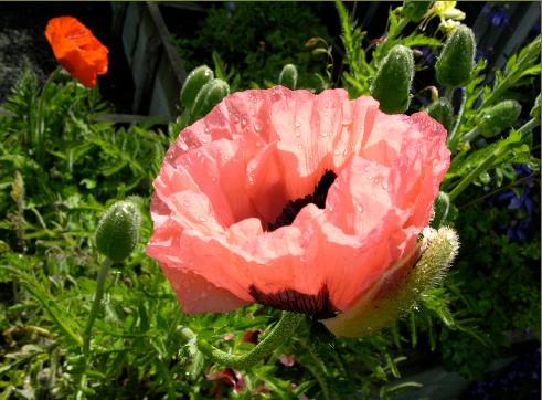 Poppycloseup1