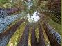 RedwoodFairyRing