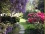 Wisteria